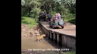Ranthambore Tiger Safari Sawai Madhopur | Ranthambore National Park