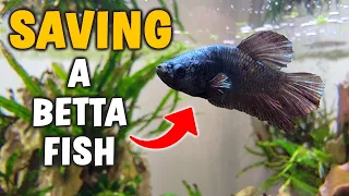 How To Save A Betta Fish Easily With Medication (Maracyn)