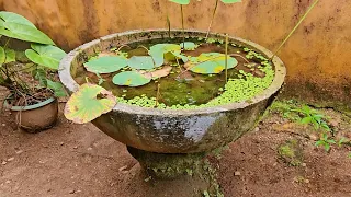 Cleaning Water Lily Fish Pond