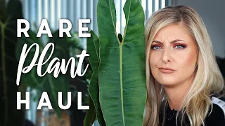 Rare Plant Haul | A rare dupe PLUS A variegated WHAT!?