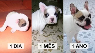 A HISTÓRIA DA NOSSA CACHORRA YUFFIE - A Bulldog Francês da Família Brancoala