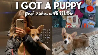 SURPRISE!! I GOT A PUPPY | first 24hrs with my Corgi puppy.