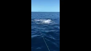 Fisherman Catches Two Sharks - 988803