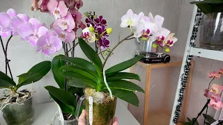 корни орхидей в СОПЛИ что бы не гнили - ВОЗВРАЩАЮ это в пересадку орхидей для экономии