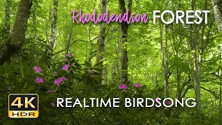 4K HDR Rhododendron Forest - REALTIME Birdsong - 8 Hours NO LOOP Bird Sounds - Relaxing Nature Video