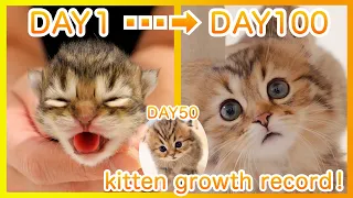 How does kitten Noah grow up? 0-100 days! 😍Before & After