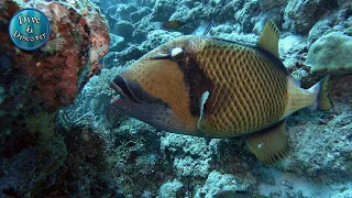 Titan triggerfish bites powerfully | 4k