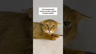 Лучшие ТикТоки с чаузи Астрид😺🥰 ч.1