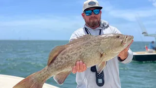 Shallow water grouper and nuisance dolphins!!!