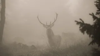 Hirschbrunft im Nebel