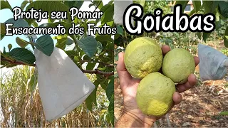 Como produzir GOIABAS sem Bichos - Ensacamento dos Frutos, Proteja seu Pomar de Insetos e Doenças