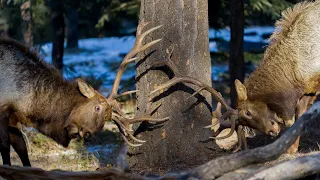 Big Elk Bulls Anxious to Shed their Antlers