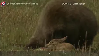 Animal World 🐻🐻🐻 TOP 5 BABOON TAKES ALIVE ANIMALS MOMENTS