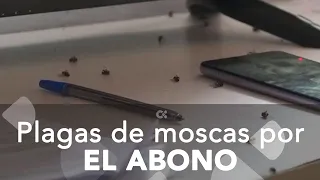 Vecinos de Santa Cristina, en Gran Canaria denuncian plagas de moscas