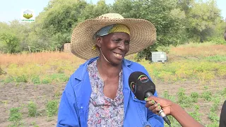 Chili farming with Kabaenda Kabika