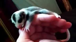 Brightly: the mosaic sugar glider joey