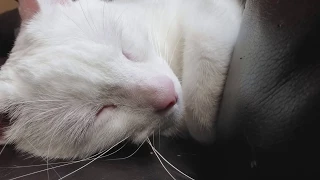 I love the sound our deaf cat makes.