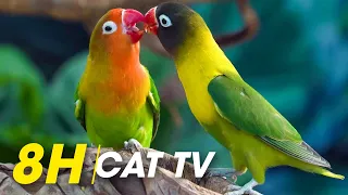 8 Hours Of Mesmerizing Videos For Cats To Watch - Videos For Cats To Watch Bird