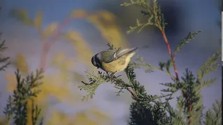 nature background music | nature background music for videos | nature background music short