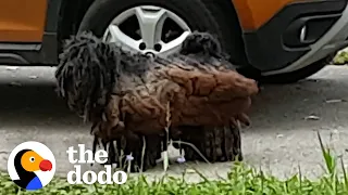 Matted Stray Dog Who Looked Like A Piece of Wood Get A Major Haircut | The Dodo