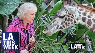 Los Angeles Zoo Honors Betty White