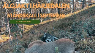 Älgjakt med Jämthund i Jämtland | Ståndskall i September 2023