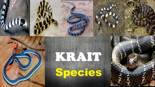 Krait Snake Species - All Krait Snake Species Of The World