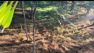 Virginia Early Antlerless Traditional Bowhunting. 9/15/23 Doe Harvest.