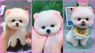 Funny and Cute Pomeranian Videos, Videos de TikTok Part 102