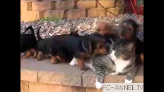 Mutiple Dogs Attack Innocent Kitten
