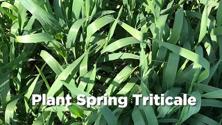 Plant Spring Triticale as early as January