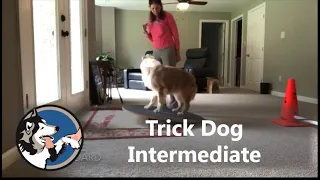 AKC Trick Dog Intermediate Aspen