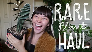 MASSIVE PLANT HAUL | PHILODENDRONS, HOYAS & MORE!