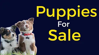 Puppies For Sale | Damaged Souls Still Have Worth | Motivational Short Story | Moment Of inspiration