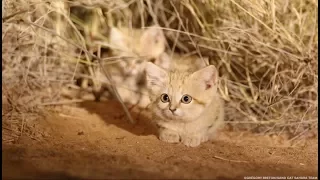 Sand Cat Kittens Spotted in the Wild for First Time and Captured on Camera