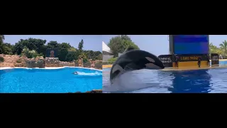 Loro Parque (Tenerife, Canary Islands): Part 2 Dolphins and Orcas