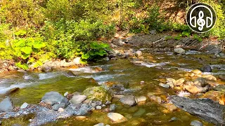 Relaxing Sounds Of Nature. Forest Birds Singing and the Sound of a Mountain River.