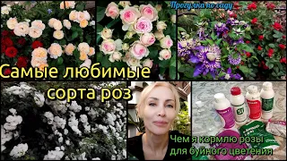 Самые  любимые сорта роз. Лучшие подкормки для роз. Мой сад. Цветения роз. Прогулка по саду.