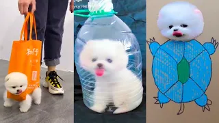 Tik Tok Chó Phốc Sóc Mini 😍 Funny and Cute Pomeranian #193