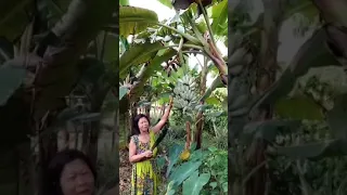 Blue Java Banana " is cream banana? I harvest very easy .