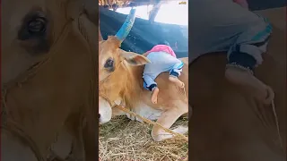 cute cow baby video 🐮🤠6 #shorts #viral #cute #baby #trend #ytshorts #funny #whatsap #status #videos