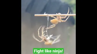 Philippine Spider Fights like Ninjas!!!