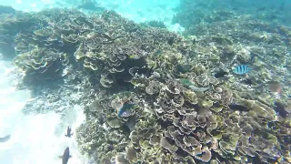 Fishes, many-many fishes - snorkeling at Pulau Paku, Pulau Redang