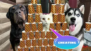 Obstacle Challenge With My Pets | Dog can talk part 242 | Dog vs cat | Rottweiler | Review reloaded