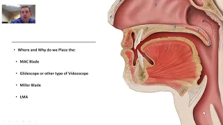 Airway Anatomy For Intubation