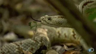 Stand-Off with a Tropical Rattlesnake | Dual Survival