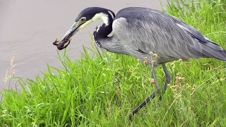 If you are squeamish,  don't watch this black-headed heron trying to kill and swallow a frog