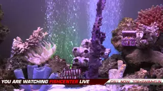 FishCenter Live Wednesday 2015-01-14