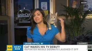 Cat jumps on reporter during live newscast