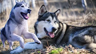 СОБАКИ ПОТЕРЯЛИСЬ В ЛЕСУ ! хаски и маламуты на воле